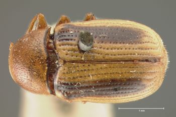 Media type: image; Entomology 9280   Aspect: habitus dorsal view